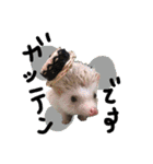 FIG＆JIROMARU（個別スタンプ：16）