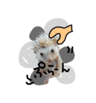 FIG＆JIROMARU（個別スタンプ：19）