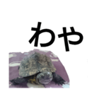 北海道弁でしゃべる亀（個別スタンプ：1）