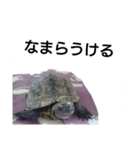 北海道弁でしゃべる亀（個別スタンプ：2）
