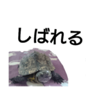 北海道弁でしゃべる亀（個別スタンプ：3）
