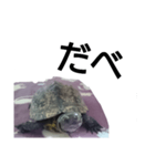北海道弁でしゃべる亀（個別スタンプ：4）