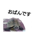 北海道弁でしゃべる亀（個別スタンプ：5）
