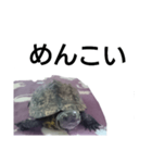 北海道弁でしゃべる亀（個別スタンプ：6）