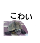 北海道弁でしゃべる亀（個別スタンプ：7）