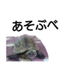 北海道弁でしゃべる亀（個別スタンプ：8）