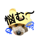 syutanpu！（個別スタンプ：1）