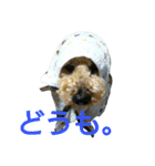 syutanpu！（個別スタンプ：4）