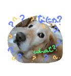 My Life with Fine.(in Fall)（個別スタンプ：7）
