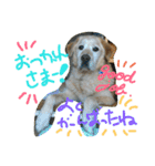 My Life with Fine.(in Fall)（個別スタンプ：10）