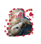My Life with Fine.(in Fall)（個別スタンプ：11）