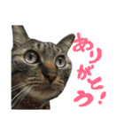 うちの子ふくちゃん（個別スタンプ：1）