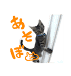 うちの子ふくちゃん（個別スタンプ：23）