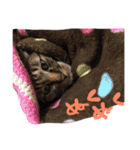 うちの子ふくちゃん（個別スタンプ：24）
