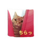 Taro.Hana（個別スタンプ：3）