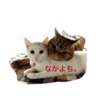 Taro.Hana（個別スタンプ：8）
