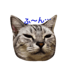 気持ちを伝えたい猫（個別スタンプ：1）