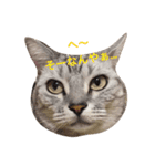 気持ちを伝えたい猫（個別スタンプ：3）