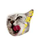 気持ちを伝えたい猫（個別スタンプ：5）