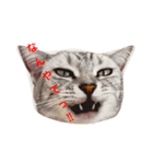 気持ちを伝えたい猫（個別スタンプ：6）