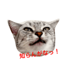 気持ちを伝えたい猫（個別スタンプ：8）