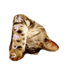 気持ちを伝えたい猫（個別スタンプ：9）