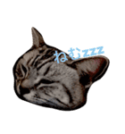 気持ちを伝えたい猫（個別スタンプ：10）