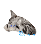 気持ちを伝えたい猫（個別スタンプ：14）