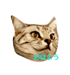 気持ちを伝えたい猫（個別スタンプ：16）
