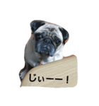 黒パグのムギとぽよの日常～（個別スタンプ：4）
