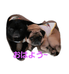 黒パグのムギとぽよの日常～（個別スタンプ：5）
