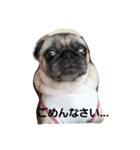 黒パグのムギとぽよの日常～（個別スタンプ：14）