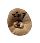 シュナな日々（個別スタンプ：13）