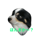 チワワのらびちゃん（個別スタンプ：1）