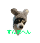 チワワのらびちゃん（個別スタンプ：4）