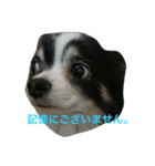 チワワのらびちゃん（個別スタンプ：6）