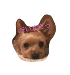 だいすき ヨーキー（個別スタンプ：8）