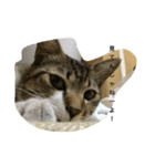 猫のこじろーの日常をどうぞ！（個別スタンプ：1）