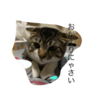猫のこじろーの日常をどうぞ！（個別スタンプ：2）