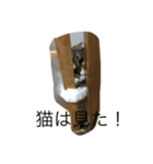 猫のこじろーの日常をどうぞ！（個別スタンプ：5）