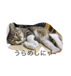 猫のこじろーの日常をどうぞ！（個別スタンプ：6）