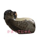 猫のこじろーの日常をどうぞ！（個別スタンプ：7）