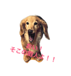 くぅちゃんと仲間たち♡スタンプ（個別スタンプ：1）
