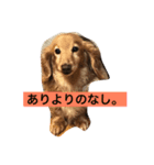 くぅちゃんと仲間たち♡スタンプ（個別スタンプ：5）