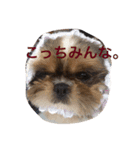 いぬのJOYくん（個別スタンプ：4）