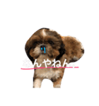 いぬのJOYくん（個別スタンプ：12）