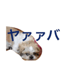いぬのJOYくん（個別スタンプ：15）