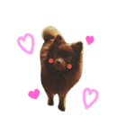 チョコポメLULU（個別スタンプ：1）