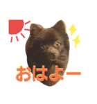 チョコポメLULU（個別スタンプ：2）