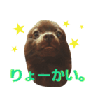 チョコポメLULU（個別スタンプ：5）